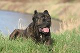 CANE CORSO 1385